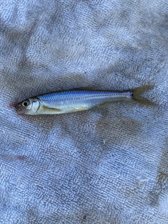 Baitfish ID? - Finger Lakes Discussion - Lake Ontario United