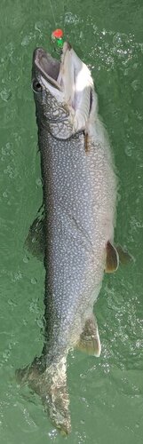 IMG_20200712_112058.jpg