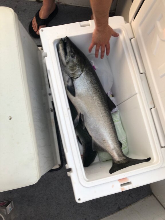 Salmon yeti cooler cheap