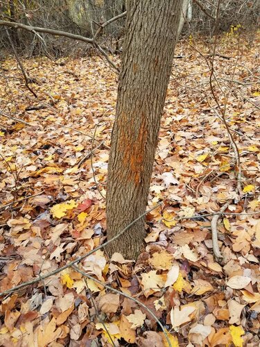 20201031_122915.jpeg