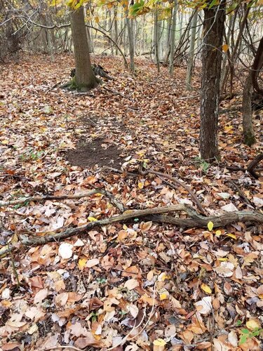 20201031_122951.jpeg