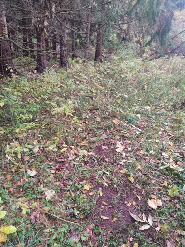 IMG_20201021_161258994.jpeg