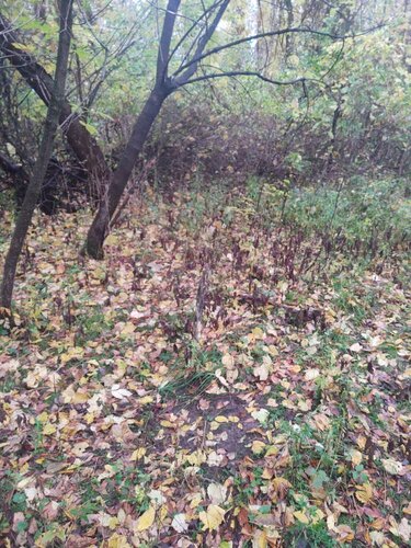 IMG_20201021_161418241.jpeg