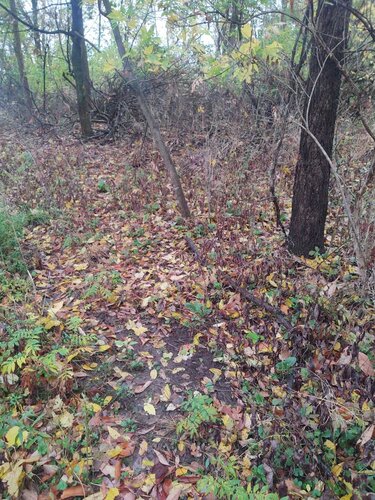 IMG_20201021_161522556.jpeg