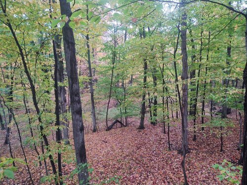 IMG_20201022_162731617.jpeg