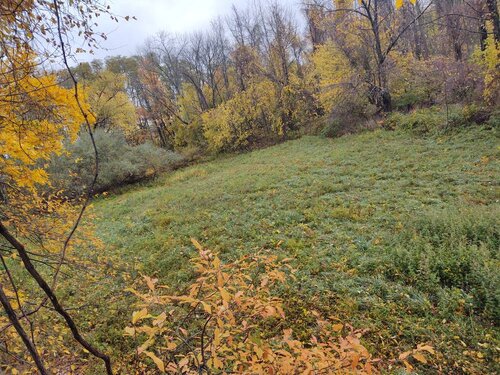 IMG_20201024_091012884.jpeg
