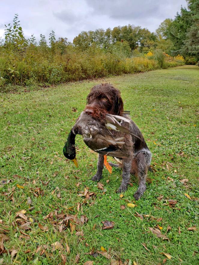 German shorthaired pointer duck hunting new arrivals