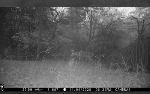 Mendon grunt buck.jpg