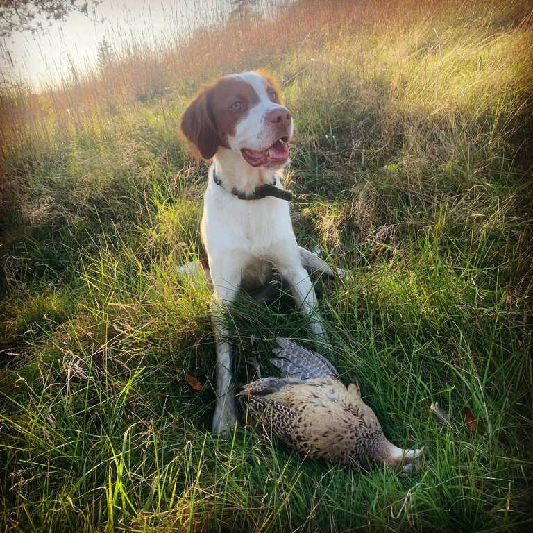 Pheasants Waterfowl / Bird Game Lake Ontario United Lake Ontario