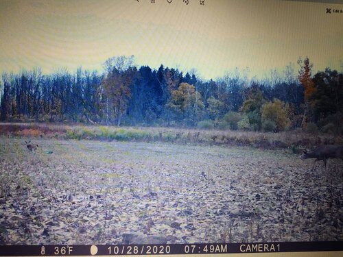 IMG_20201101_061447503.jpeg