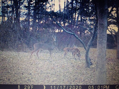 IMG_20201120_170406948.jpeg