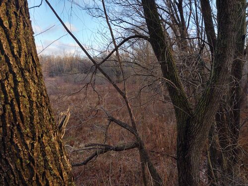 IMG_20201123_080818526_HDR.jpeg