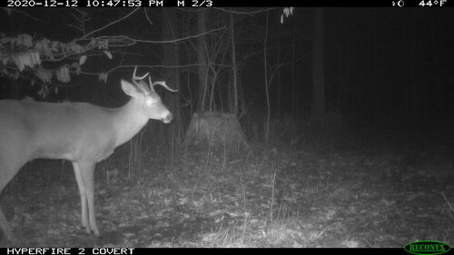 goofy buck.JPG