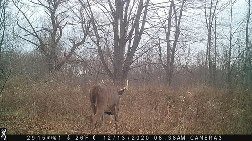 oak tree 12-13-20 buck 2.JPG