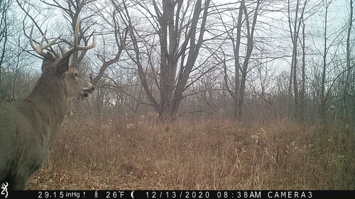 oak tree 12-13-20 buck.JPG