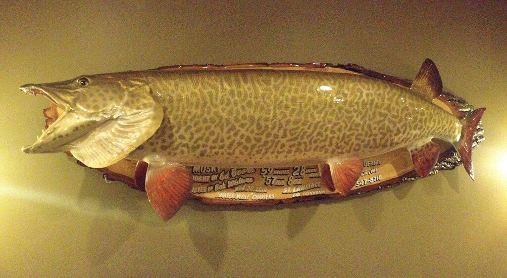 Musky replica mount - Musky, Tiger Musky & Pike (ESOX) - Lake Ontario  United - Lake Ontario's Largest Fishing & Hunting Community - New York and  Ontario Canada