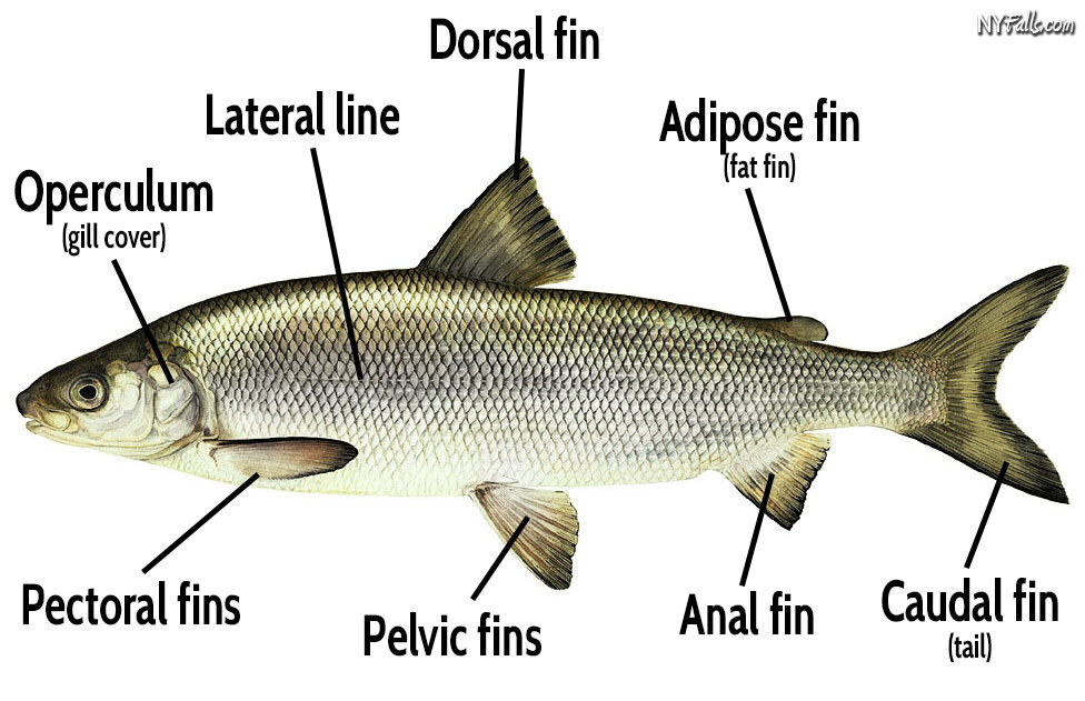 Lake Erie whitefish - Open Lake Discussion - Lake Ontario United - Lake  Ontario's Largest Fishing & Hunting Community - New York and Ontario Canada