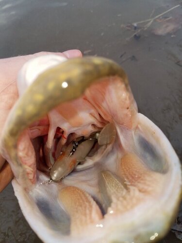 Pike bait - 32.jpg