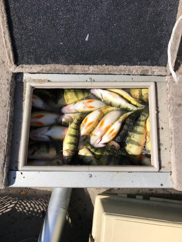 505736705_perchfishing.thumb.jpg.cee1814a4e7223eb7bb332a91e9fd755.jpg