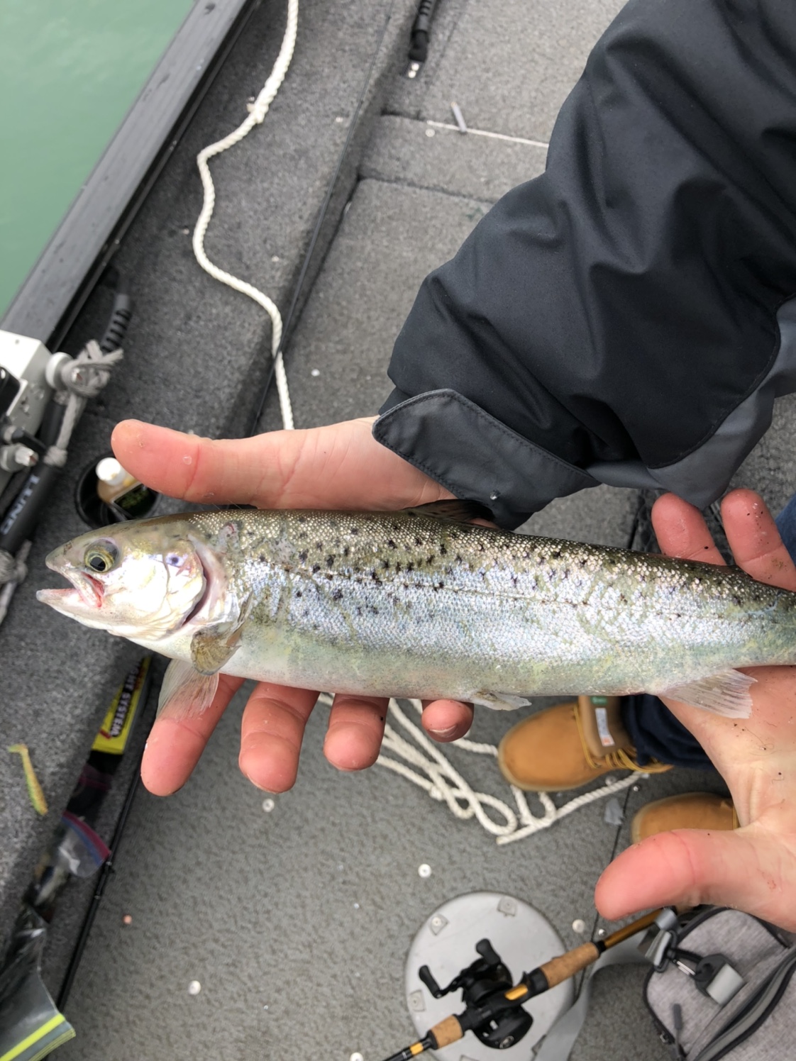 Fish ID?? - New York Fishing Reports - Lake Ontario (South Shore) - Lake  Ontario United - Lake Ontario's Largest Fishing & Hunting Community - New  York and Ontario Canada