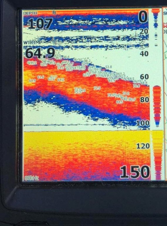 Fish Facts Friday paper on alewife die offs from cold shock Open