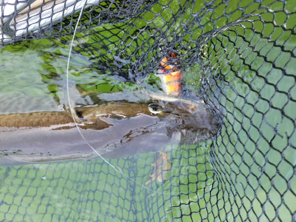 Opening day fish. - Musky, Tiger Musky & Pike (ESOX) - Lake