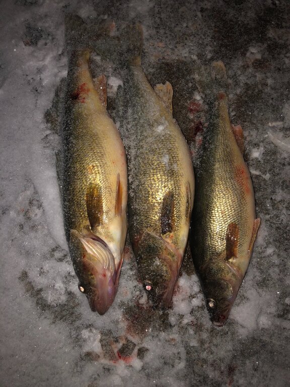 Late Season Walleyes Walleye Lake Ontario United Lake Ontario's