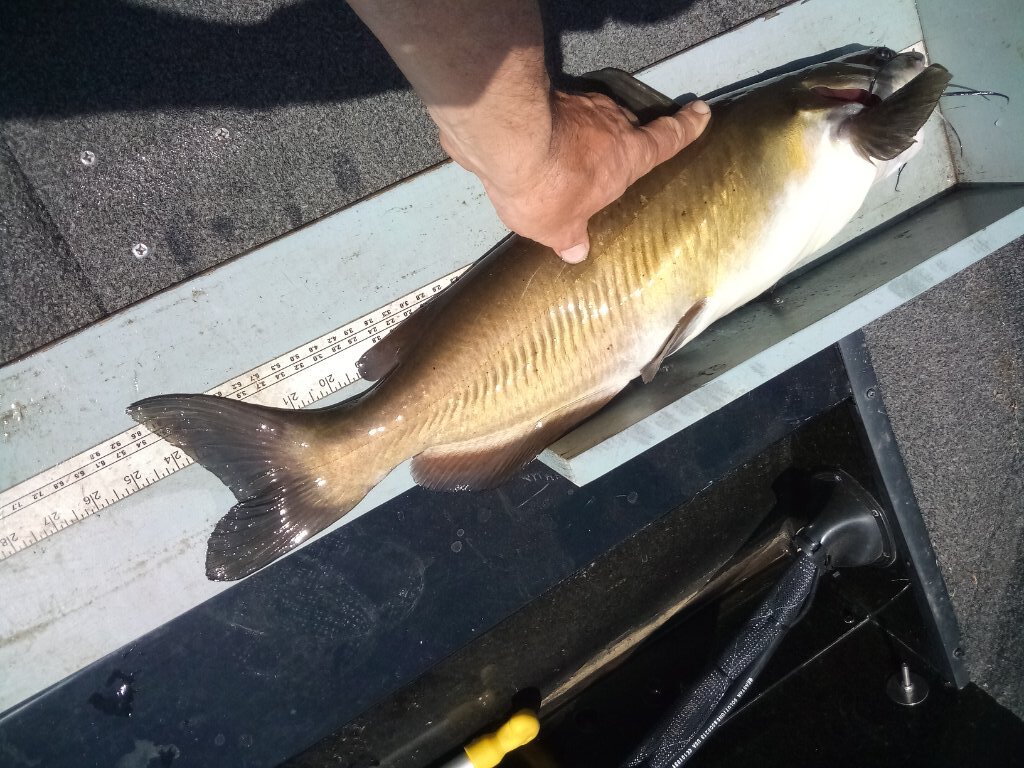 Oak Orchard Catfish - New York Fishing Reports - Lake Ontario