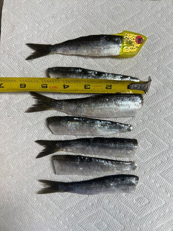 Green Label Pacific Herring 13 packs Classifieds Buy, Sell, Trade