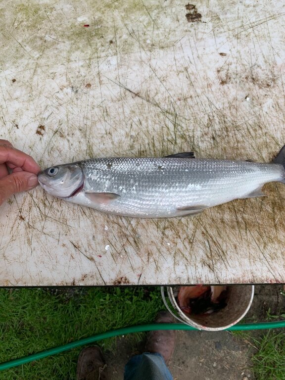 Cisco or whitefish? - Open Lake Discussion - Lake Ontario United