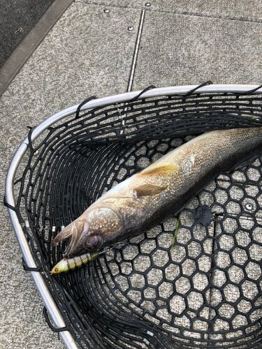 WhopperPlopper Walleye.jpg