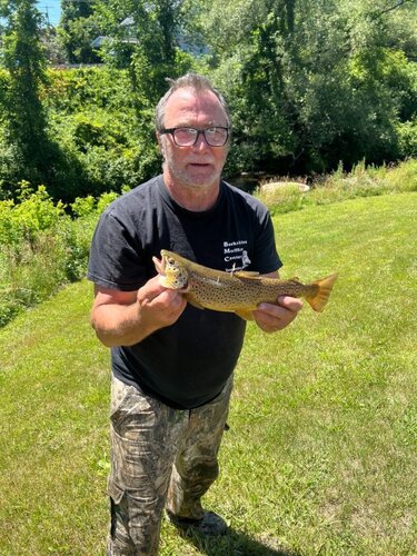Brown Trout.jpeg