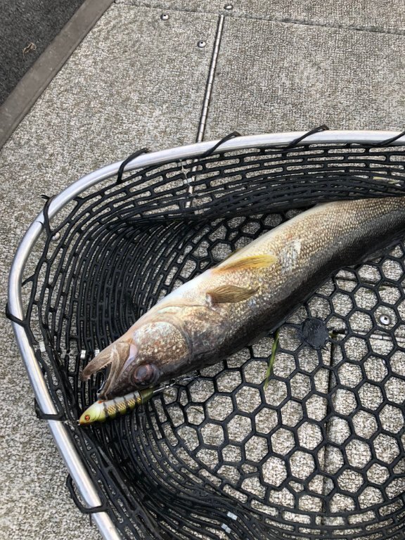 Walleye are more fun on top waters Walleye Lake Ontario United