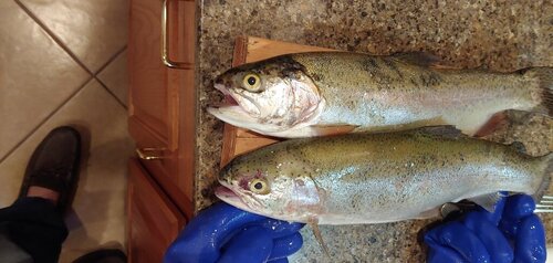 17 and half inch Rainbows .jpg