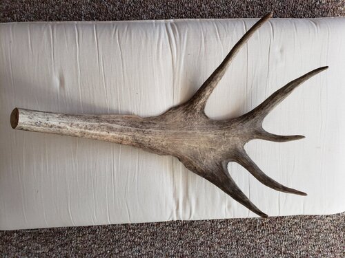 Moose Paddle 2.jpg