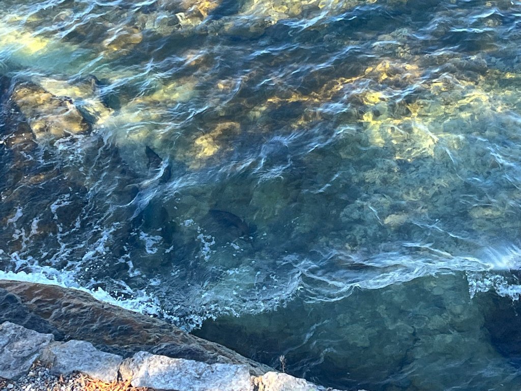 Housing in Sackets Harbor Salmon Run! Introduce Yourself Lake Ontario United Lake Ontario