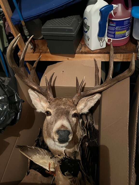 Saskatchewan trophy buck for sale - Classifieds - Buy, Sell, Trade or ...