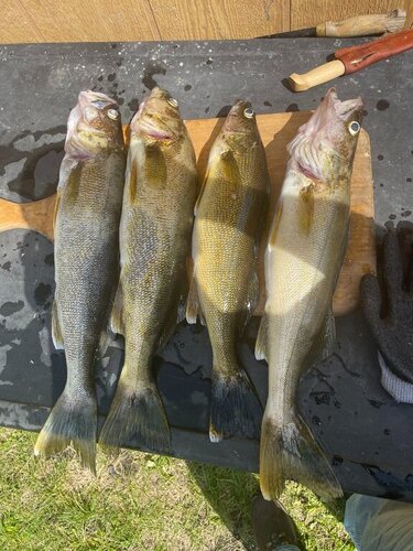 Tanker Walleye.jpg