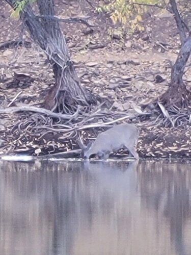 Deer getting drink 30 ft away from boat.jpeg