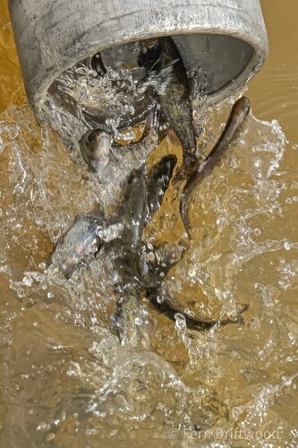 Oak Orchard Steelhead-2.jpg