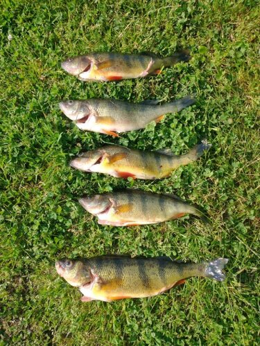 perch.jpg
