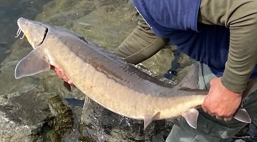 sturgeon 4.jpg