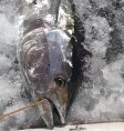 Scalloper 1