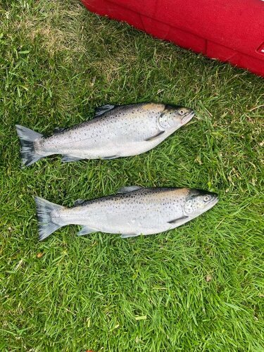IMG_0532.jpeg