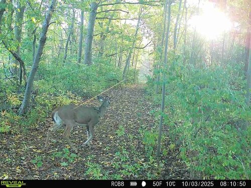 deer warts buck.jpg
