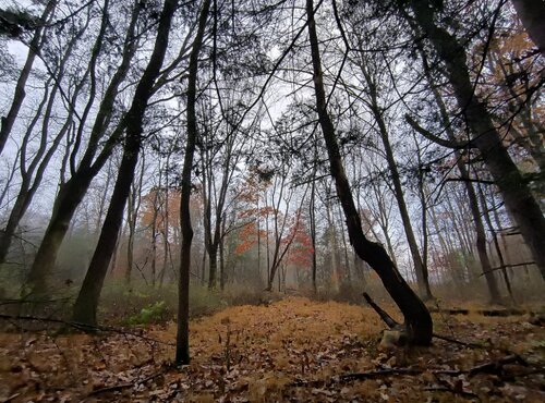 IMG_20251108_080021357_HDR.jpg