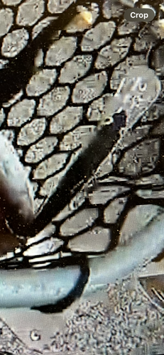 IMG_0072.PNG