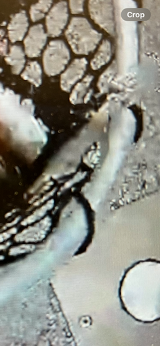 IMG_0075.PNG
