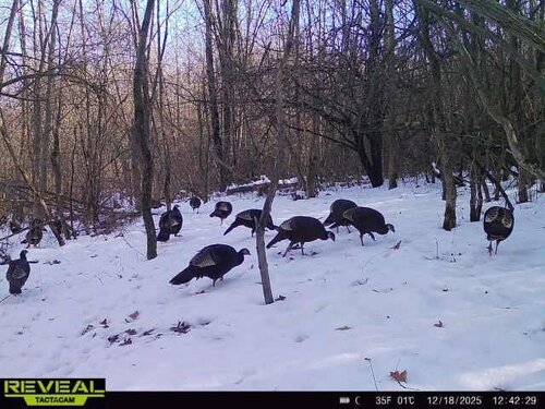 Turkeys.thumb.JPG.a6eaaee8dc23662e15d7e02a9e1303ec.JPG