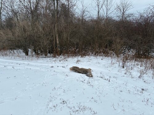IMG_8491.jpeg